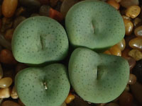 Conophytum jucundum