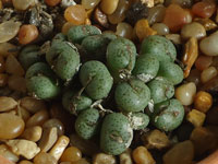 Conophytum kubusanum