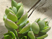 Crassula lactea