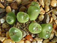 Conophytum limpidum