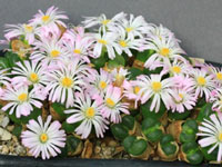 Conophytum limpidum