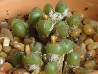 Conophytum loeschianum