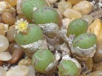 Conophytum loeschianum