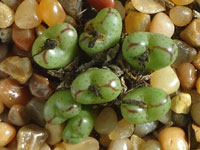 Conophytum longibracteatum