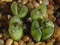 Conophytum longum