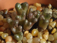 Conophytum luckhoffii