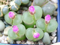 Conophytum lydiae