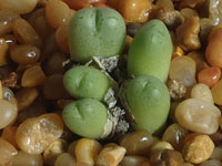 Conophytum marginatum