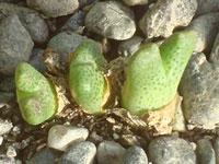 Conophytum marginatum