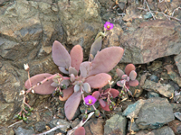 Cistanthe maritima