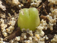 Conophytum maughanii