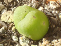 Conophytum maughanii