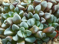 Crassula mesembrianthemopsis