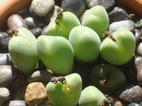 Conophytum meyeri