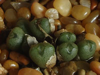 Conophytum minusculum