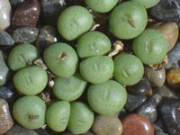 Conophytum minutum