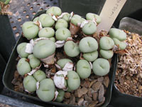 Conophytum minutum