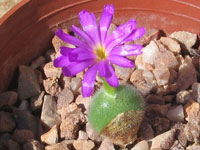 Conophytum mirabile