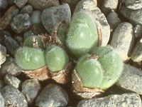 Conophytum mirabile