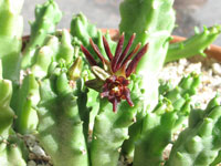 Caralluma munbyana