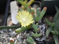 Cheiridopsis namaquensis