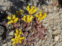 Crassula namaquensis