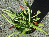 Crassula nudicaulis