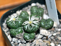 Conophytum obcordellum