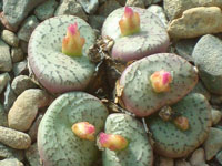 Conophytum obcordellum