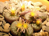 Conophytum obcordellum