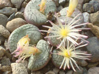 Conophytum obcordellum