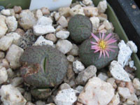 Conophytum obcordellum