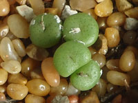 Conophytum obscurum