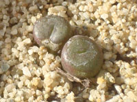 Conophytum obscurum