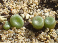 Conophytum obscurum