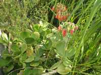 Cotyledon orbiculata