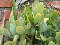 Cotyledon orbiculata