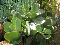 Cotyledon orbiculata