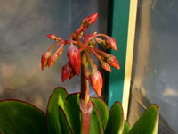 Cotyledon orbiculata