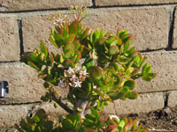 Crassula ovata