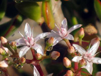 Crassula ovata