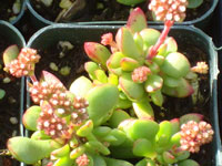 Crassula pubescens