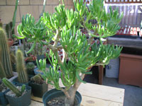 Crassula ovata