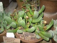 Cerochlamys pachyphylla