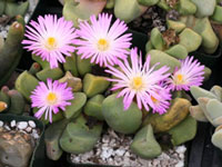 Cerochlamys pachyphylla