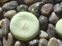 Conophytum pageae