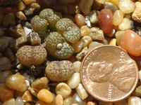 Conophytum pellucidum