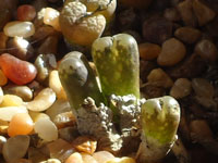 Conophytum pellucidum