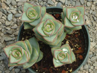 Crassula perforata