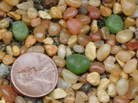 Conophytum phoeniceum